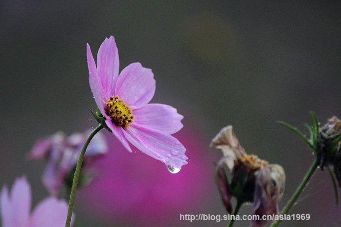等你等的花都谢了