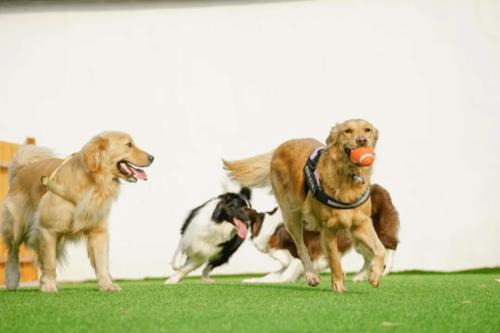 宠物行为训练,纠正,压抑天性or文明的进步