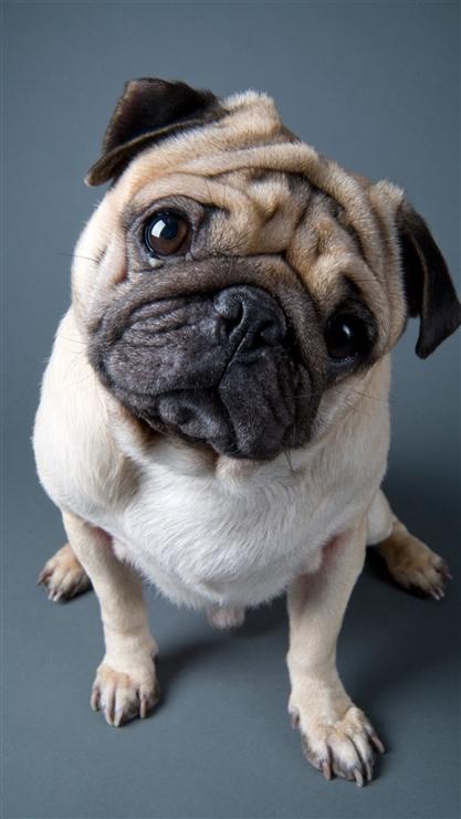 沙皮狗,狗狗,萌宠,可爱,动物,彩色