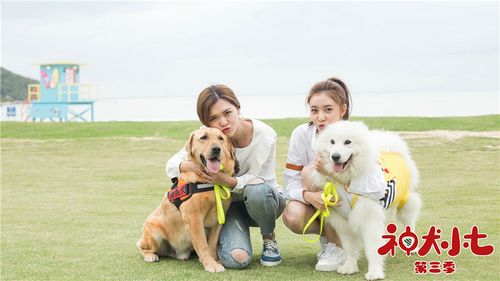 《神犬小七第三季》曝清新海洋主题剧照