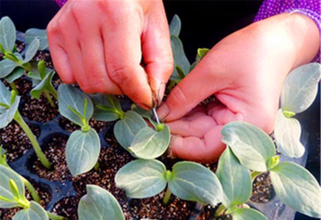 老丈人把西瓜嫁接南瓜上,一月后西瓜长大了