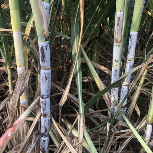 桂糖42号具有植株长含糖量高等特点