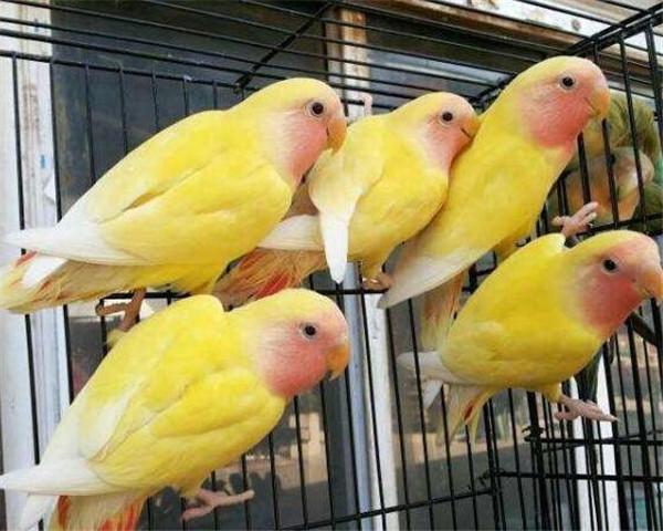 牡丹鹦鹉能活多少年 牡丹鹦鹉饲养方法介绍