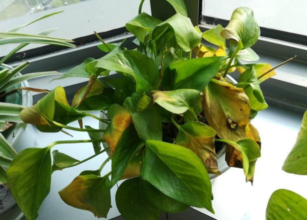 原创绿萝叶子发黄?养护时3个方面没有做好,要及时解决