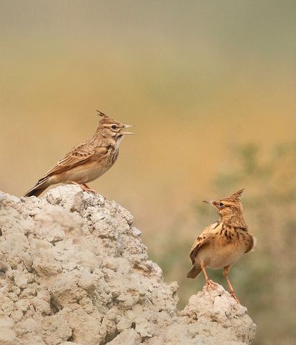 (凤头百灵)凤头百灵