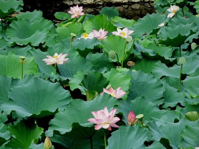 [转载]荷花的秘密