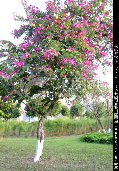 [正版商业]紫荆花树