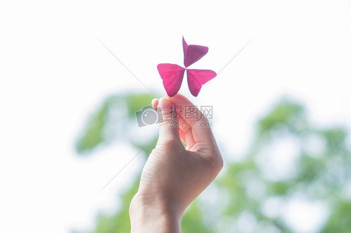 夏天-阳光下手拿叶子