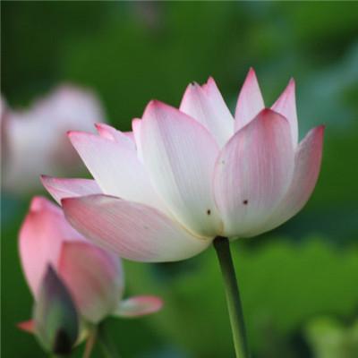 微信头像夏日莲