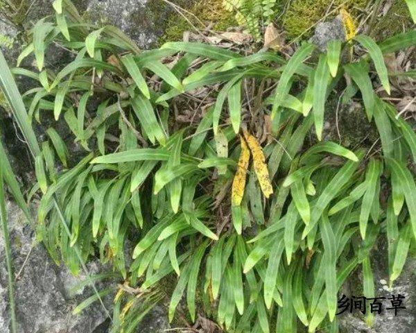 石韦-石韦的功效与作用及禁忌_中药禁忌网