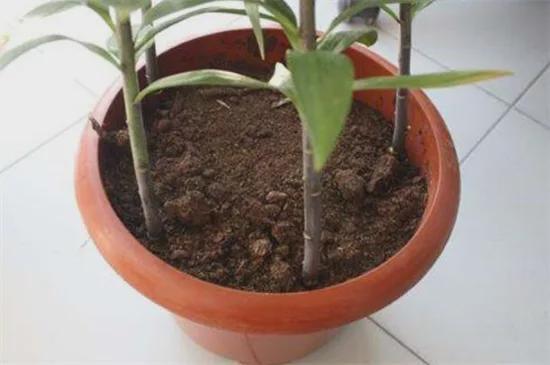 百合花的茎怎么繁殖5个步骤繁殖成活百合花