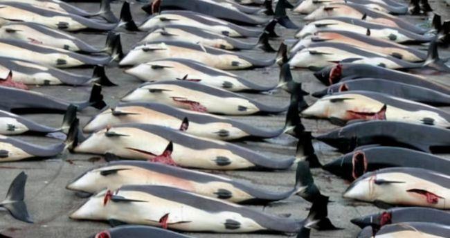 正在捕杀鲸鱼的国家