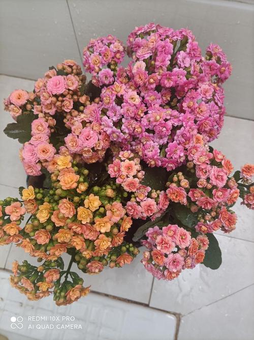 长寿花真的美翻了