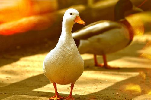 红头鸭怎么分公母图片