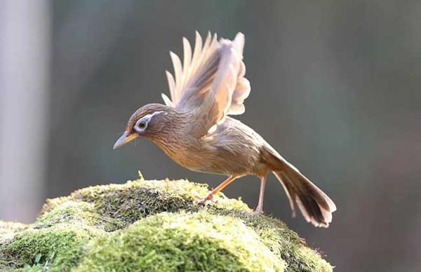 如何让画眉鸟迅速大叫?画眉鸟练胆的方法