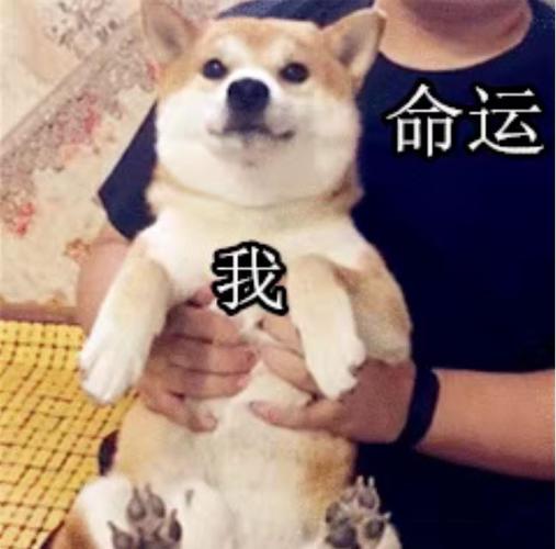 偶尔形容这件事情狗血,令人窒息,最近日子不好过,还有狗头保命之列