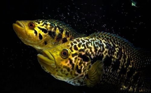 花老虎鱼图片观赏鱼花老虎图片