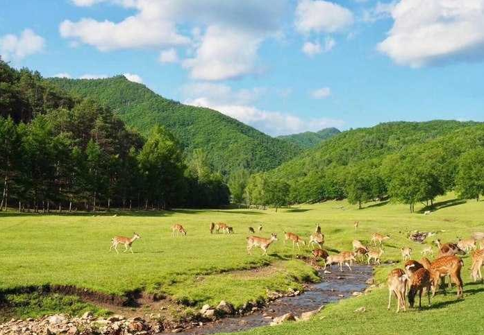 下午景区集合返程,结束愉快的平山神鹿之旅!