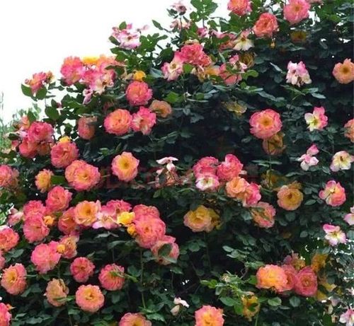 藤本月季中最耀眼的藤月藤彩虹