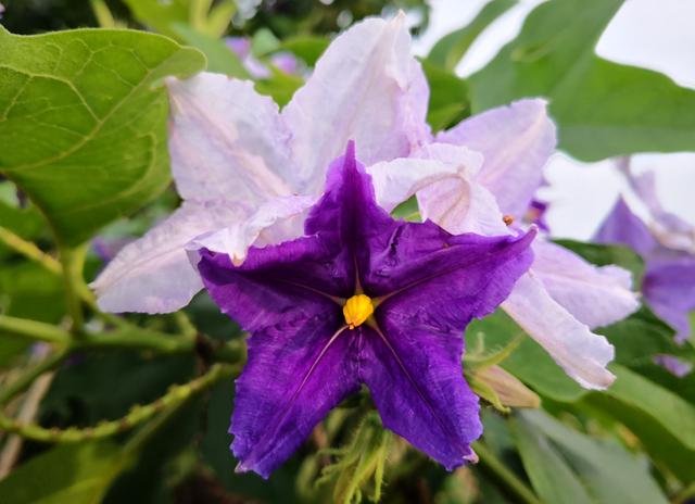 大花茄:华南园林添新品,它为深圳增色