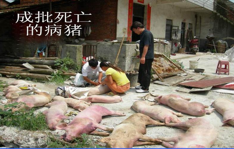 猪无名高热病的解剖症状