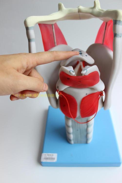 喉结构与功能放大模型 喉腔解剖模型 咽喉喉软骨声门会厌模型
