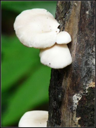 (张家界拍的,树上的白蘑菇)