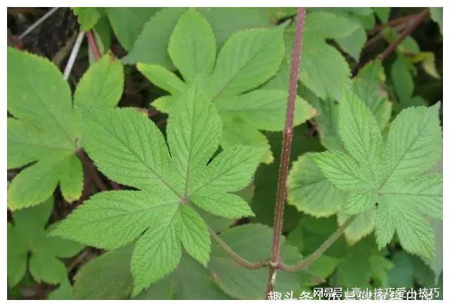 立秋后感冒咳嗽不止莫慌常用此草煮水清热解毒远离感冒