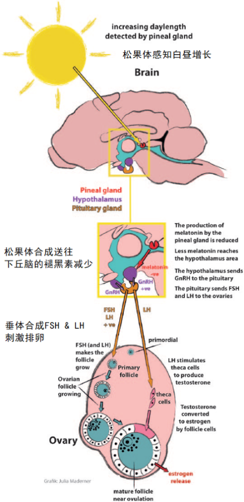 通过下丘脑-垂体-性腺轴(hpga)抑制促性腺激素释放激素(gnrh)的分泌