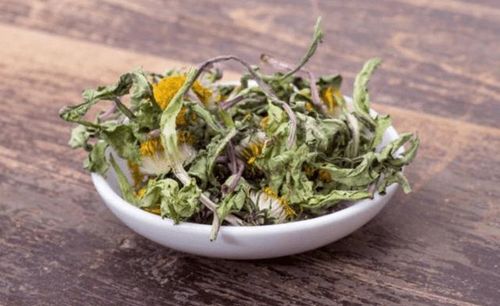 蒲公英泡水喝的禁忌,你知道多少?