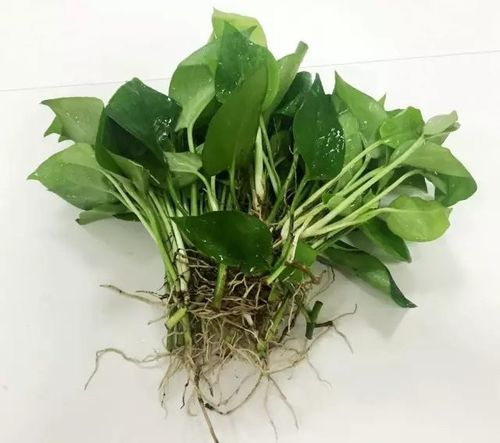 绿萝发财树还不赶紧换盆要不然就挺不过秋天啦