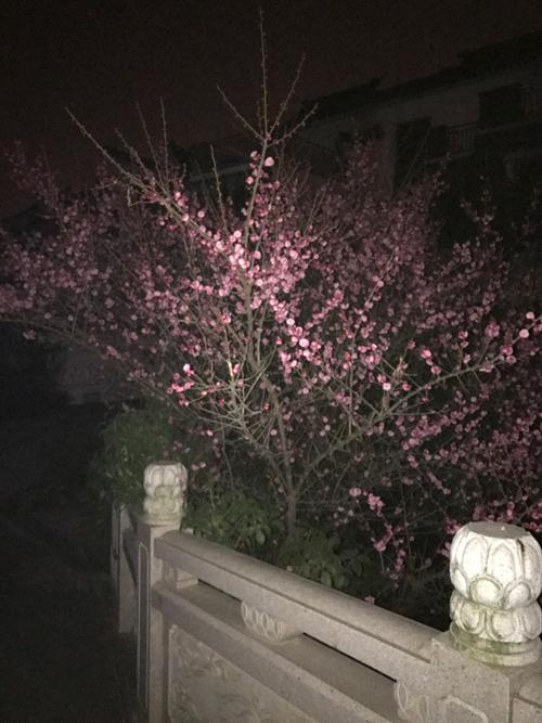 院子里的梅花和我家的梅花相竞报春.
