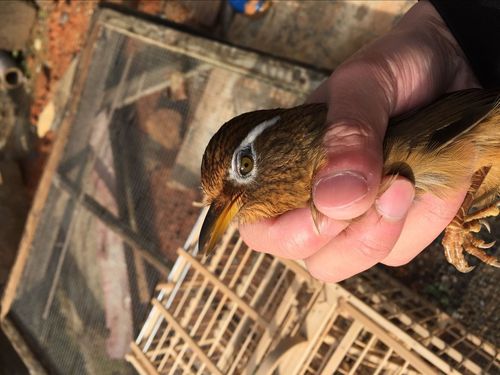 画眉鸟幼鸟学习叫声 生物教学煤音mp3(户外)