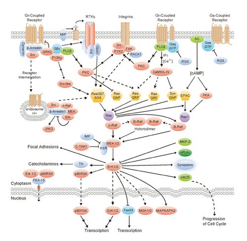 丝裂原活化蛋白激酶(mapk)途径包括数个关键的信号分子和磷酸化反应