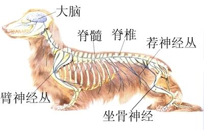 狗狗神经体统解剖结构
