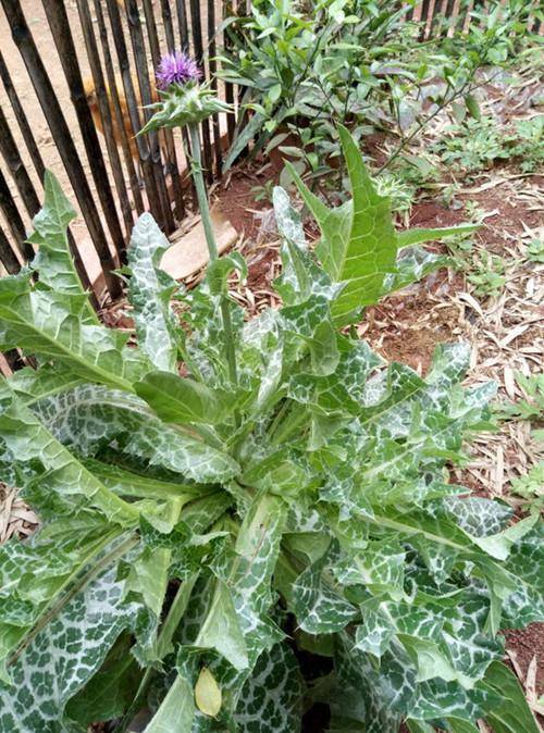 水飞蓟有什么秘密,你知道吗?