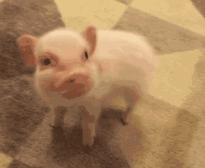 "吸猪专用微博 " 刚出生没多久的小猪仔集合地 然而并不是所有猪都是