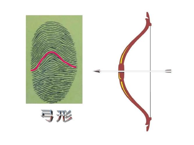 弓形指纹像弓箭一样