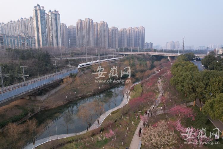 合肥匡河公园梅花开引众多市民前来踏春组图