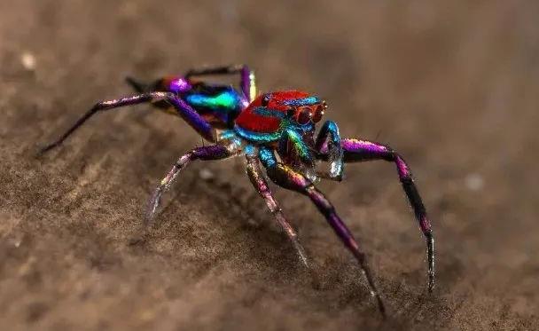 澳洲有一种色彩亮丽蜘蛛,体长约5毫米迷你生物,是蛛界