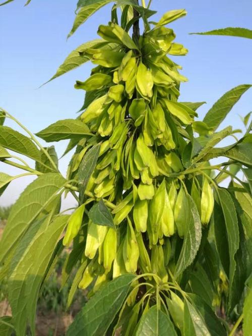 药材杜仲树苗杜仲种子丝楝树皮树皮药用极高杜仲种孑杜仲树籽四季