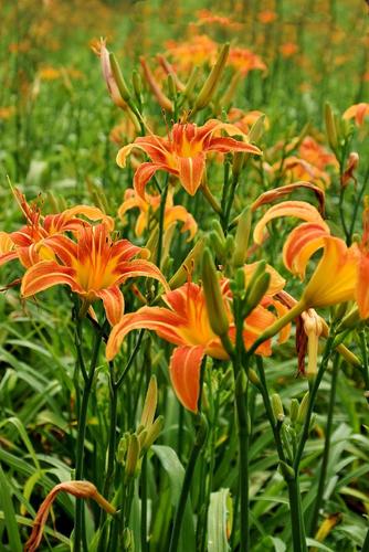 中国的母亲花—萱草