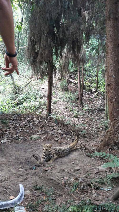 绵竹市民进山救下受伤动物 初步判定为豹猫