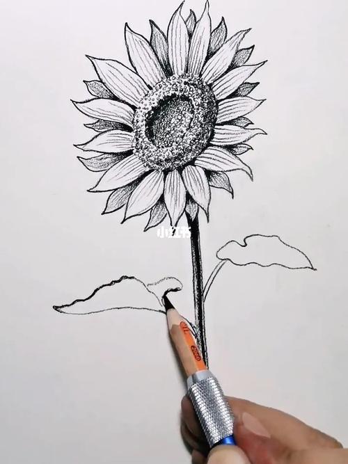 向日葵的画法,你学会了吗?