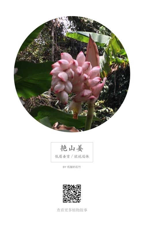 艳山姜也叫假砂仁,火锅底料里也有它.