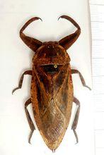 lethocerus grandis(巨田鳖):分布于南美洲,是世界和半翅目中最大品种