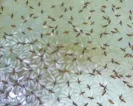 一下雨就出现水蛾繁殖期来临厦门到处是你家遭殃了吗