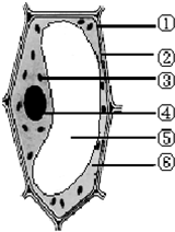 如图为洋葱表皮细胞结构模式图请根据下图回答