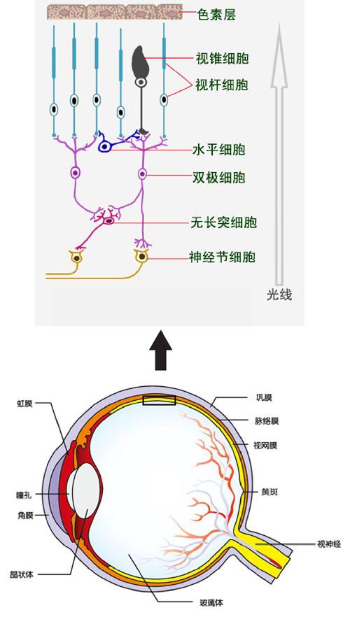 视网膜内细胞的空间结构