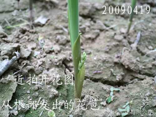 铃兰花种球 室内盆栽球根花卉观花植物 德国铃兰花苗种根